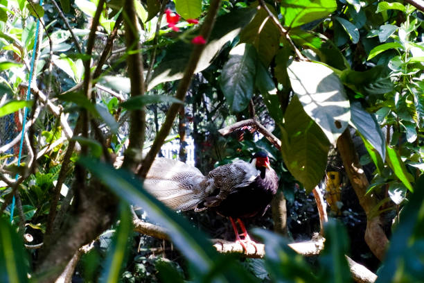 Selective focus of silver pheasant perched in his cage in the afternoon. Great for educating children about wild animals.