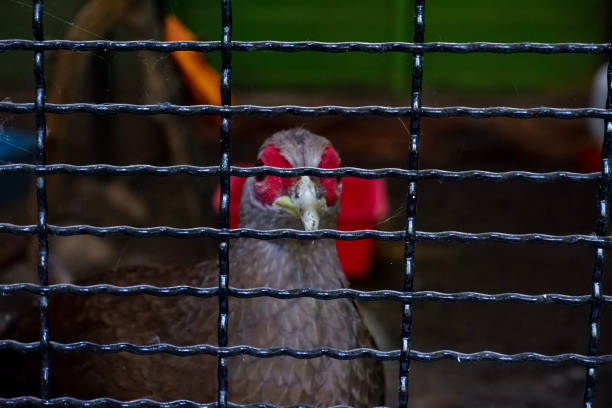 Selective focus of silver pheasant perched in his cage in the afternoon. Great for educating children about wild animals.
