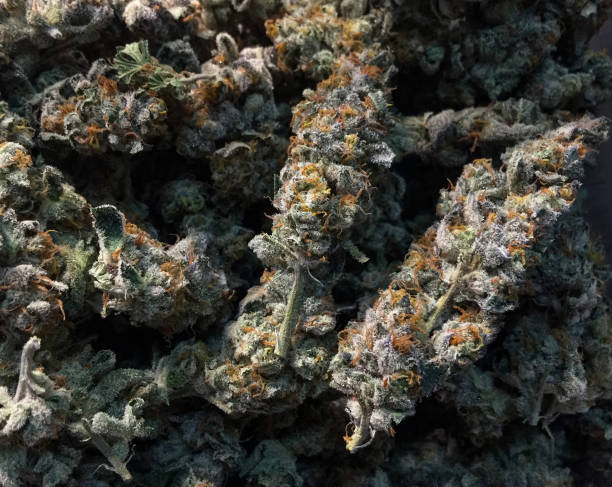 istock Close-up of cannabis flower clearly visible 1595373337