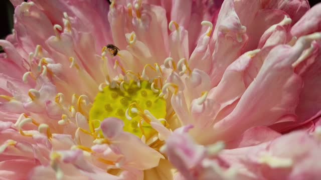 A stingless bee suckling fresh pollen of a blossoming lotus flower