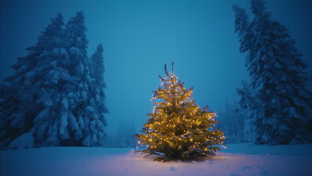 WS Lone fir tree decorated with Christmas lights in the middle of snowbound glade