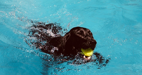 black labs fetch the ball in the pool again and again and again