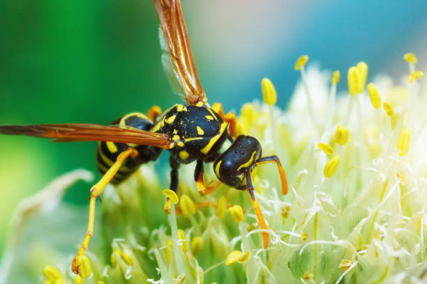 istock The wild wasp drinks nectar on the garden plant bloom, macro photography 1595516687