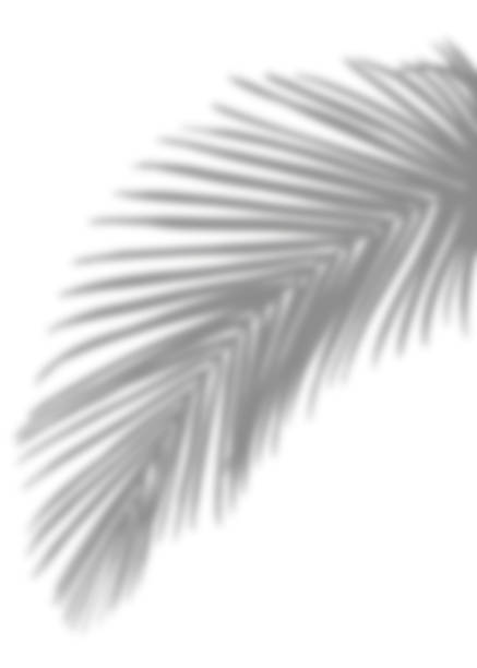 istock Shadow Palm Leaves silhouette on white wall background, Tropical Coconut Leaf Overlay, Element object for Spring Summer, Mock up Product Presentation 1595527080