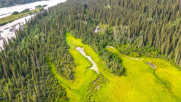 istock Drone flight over the wilderness in Interior Alaska 1595570368