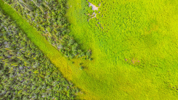 istock Drone flight over the wilderness in Interior Alaska 1595570855