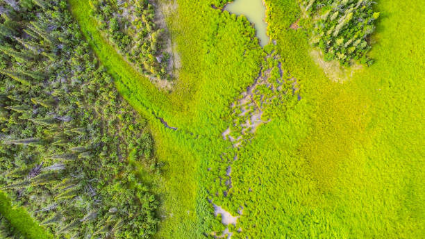 istock Drone flight over the wilderness in Interior Alaska 1595570908