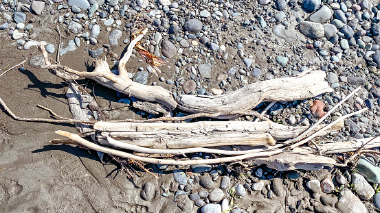 On the Oregon Coast, large pieces of driftwood are brought in during violent storms.  They remain there, weathered and sun-dried.
