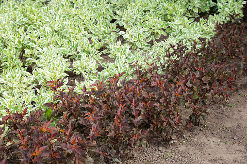 Rows of young ornamental shrubs with different textures and colors of foliage Physocarpus opulifolius, common ninebark and Cornus alba grows in a garden center or greenhouse.Color in landscape design