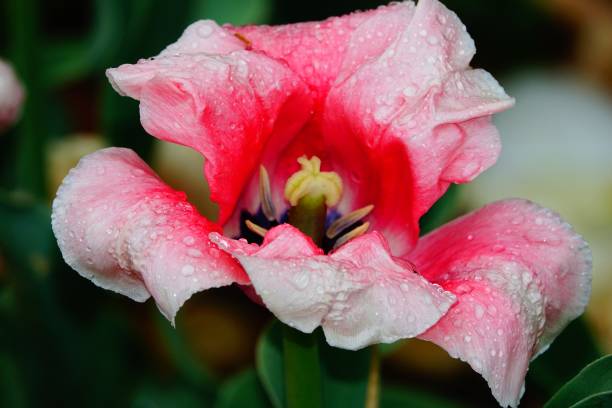 istock Brooklyn Botanic Garden 04-22-2017 1595601427