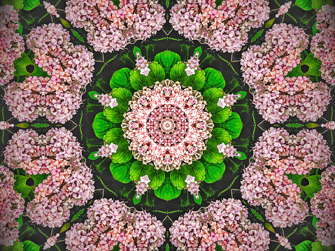 Kaleidoscope of an abstract flower pattern with hydrangea flowers.