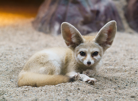 fennec fox (Vulpes zerda) is a small  fox  in the Sahara