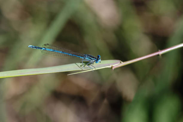 istock White legged damselfly is posing on the leaf of grass. 1595644386