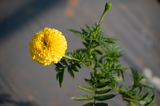 Marigold flower in garden (Tagetes erecta L.) .top view