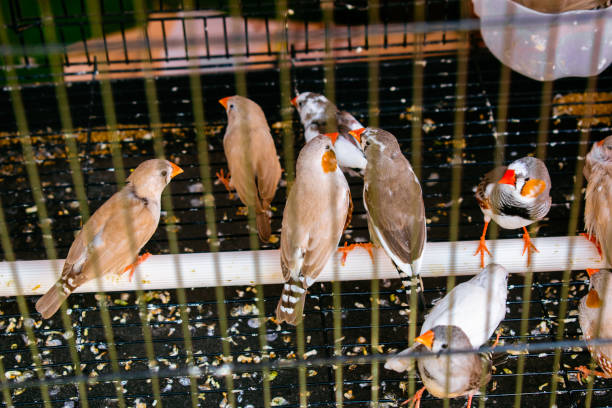 pinzones cebra australianos en jaula para la venta en un mercado de aves en la india. - finch fotografías e imágenes de stock