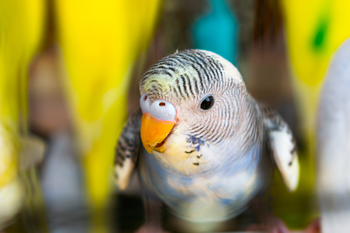 Closeup shot of budgerigar parrot with selective focus.