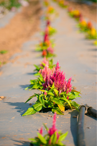 Row of Celosia argentea flowers growing in the field, with selective focus, India.