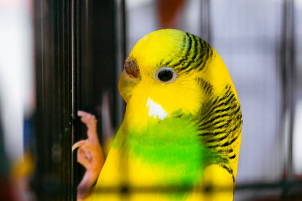 istock Yellow and green budgerigar parrot sitting in a cage 1595684890
