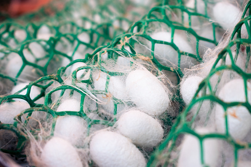White silkworm cocoon in the net at market, India