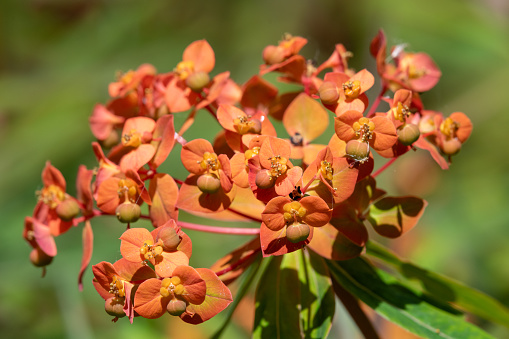 Close up of Griffiths spurge (euphorbia griffithii) flowers in bloom
