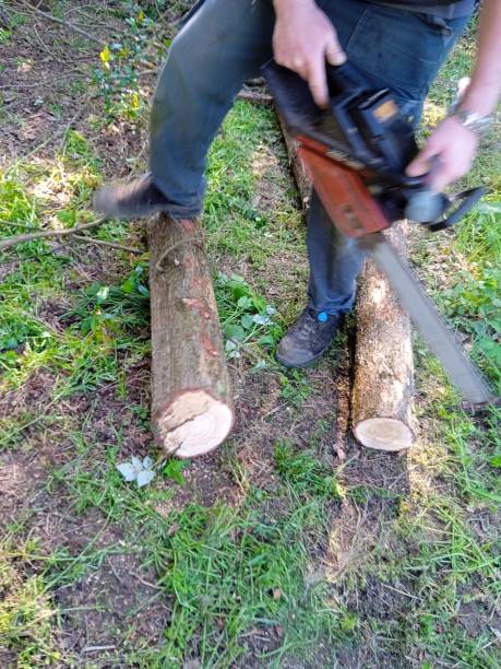istock Lumberjack with chainsaw working in the forest 1595723214
