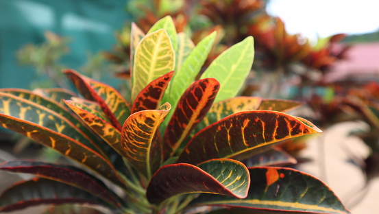 Beautiful colorful croton plant