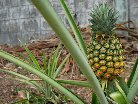The pineapple fruit is ripe with an orange and yellow rind on tree plant with natural brown background, Tasty tropical fruit on the farmland
