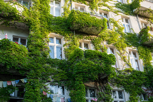 Greening. Ivy covered facade of a residential building