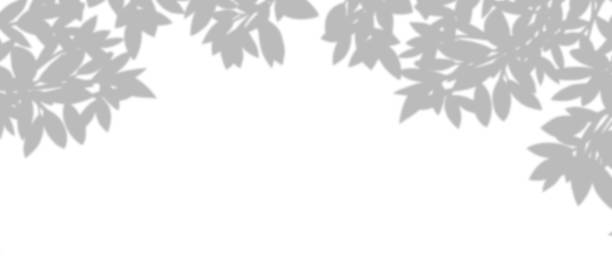 istock Silhouette Leaves Shadow on white background, Illustration isolated transparent of Shadow leaf overlay on Wall,Concept for elements design decoration for Spring, Summer Backdrop Background 1595778536