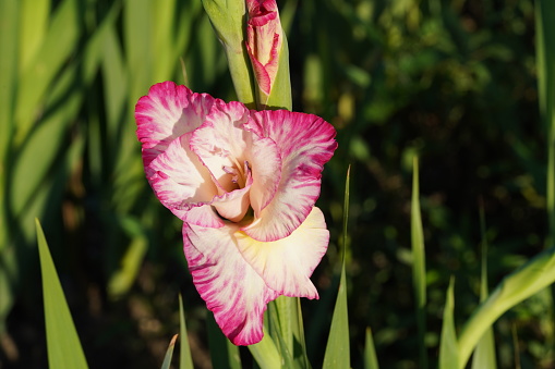 Gladiolus hybrid flowers with bicolor petals of fuchsia and white colors growing  in natural condition on a field. There are some leaves on the background enlightened by the sun and some copy space.