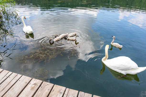 istock Five young swans swimming peacefully between two adult swans 1595800525