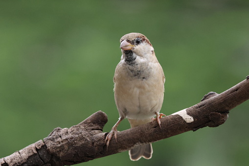 Close-up of bird perching on branch common house sparrow