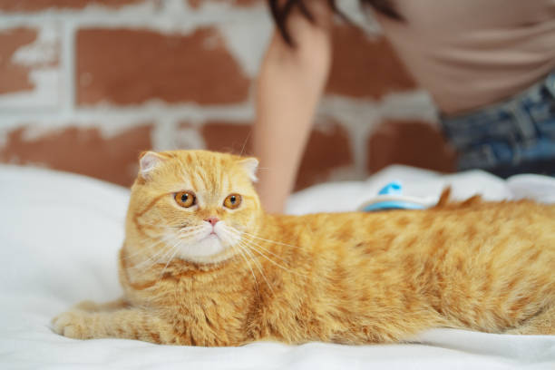 istock Hand combing cat hair, care with cute pet concept. 1595804748