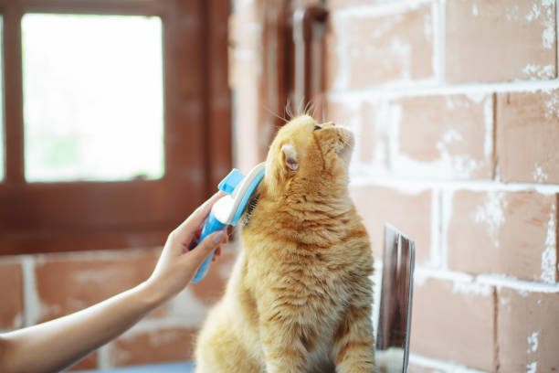 istock Hand combing cat hair, care with cute pet concept. 1595806870