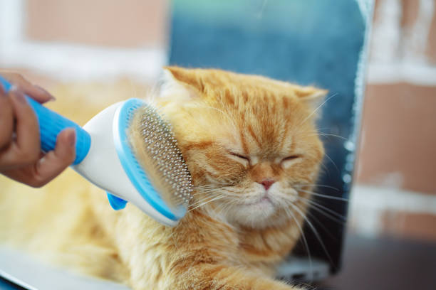 istock Hand combing cat hair, care with cute pet concept. 1595808457