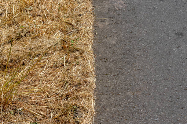 Close-up top view of yellowish dry wild grass next to an asphalt rural road stock photo