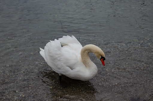 Close up of a swan in a lake