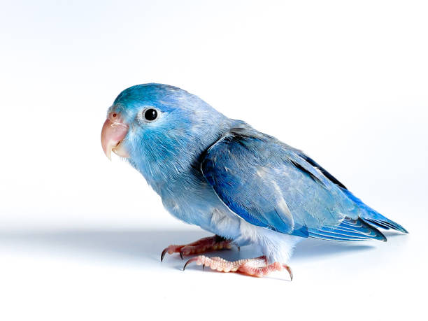 istock Forpus parrot bird on the white background 1595823608