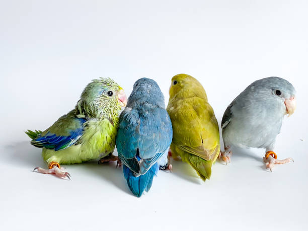 istock Four Forpus parrots different color on white background 1595824274