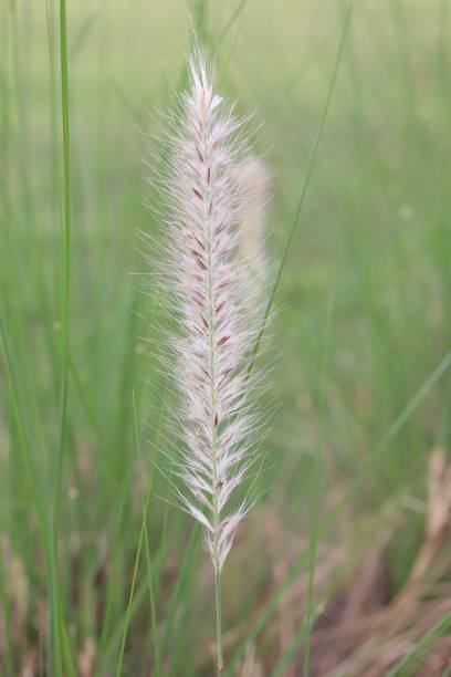 istock green dwarf foxtail grass flower 1595827583