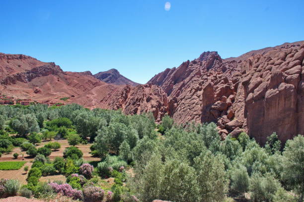 istock Oasis in Monkey Fingers Canyon 1595832372