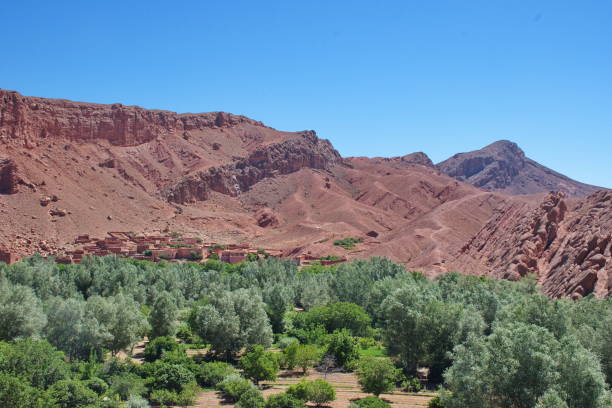 istock Oasis in Monkey Fingers Canyon 1595832382