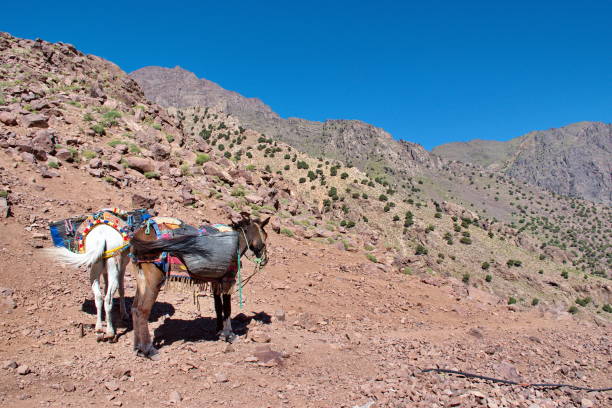 istock Mule in High Atlas mountains 1595833436