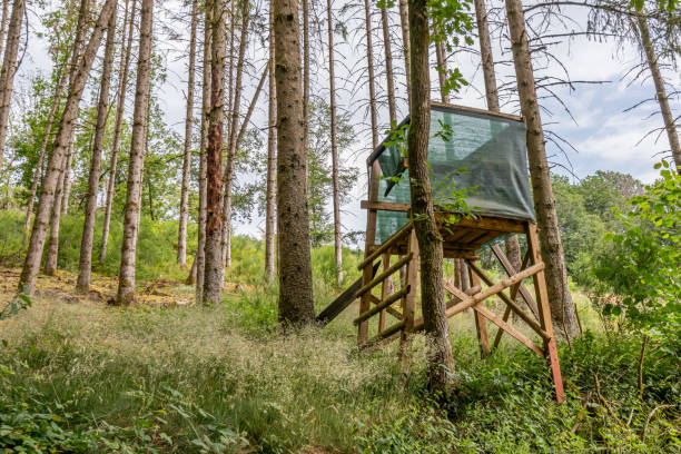 rustikaler erhöhter wildbeobachtungspunkt oder hirsch blind zwischen wilder vegetation und baum - hunting blind stock-fotos und bilder