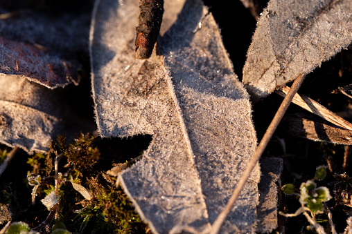 fallen leaves with frost