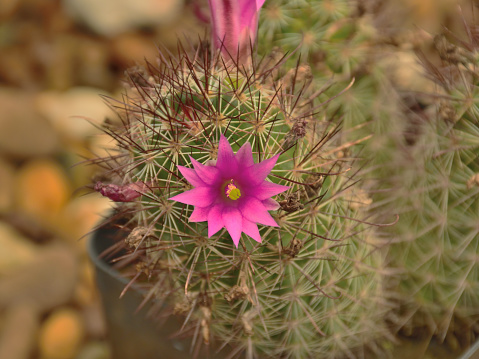 Cactus with pink flower, Mammillaria schlegelii