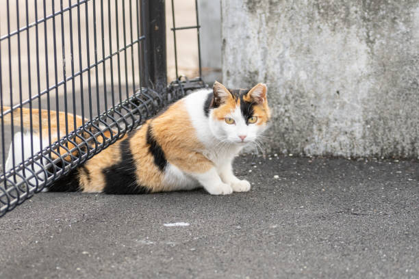 cat through the gap in the fence