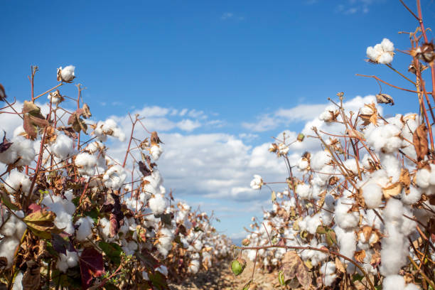 istock Cotton field (Turkey / Izmir). Agriculture concept photo. 1595851052