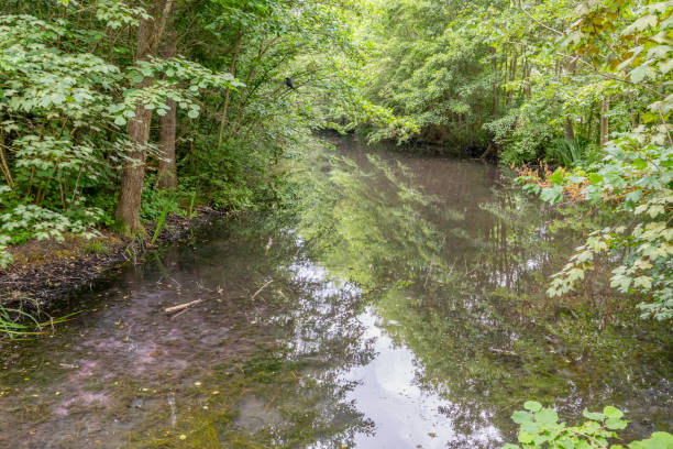 istock Stream surrounded by wild vegetation with leafy trees in background 1595851054