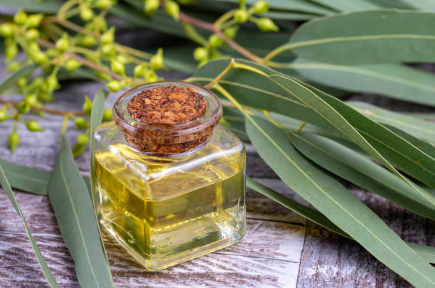 istock Eucalyptus essential oil and fresh eucalyptus leaves on table 1595859601